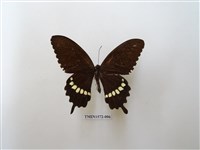 藏品(玉帶鳳蝶)的圖片